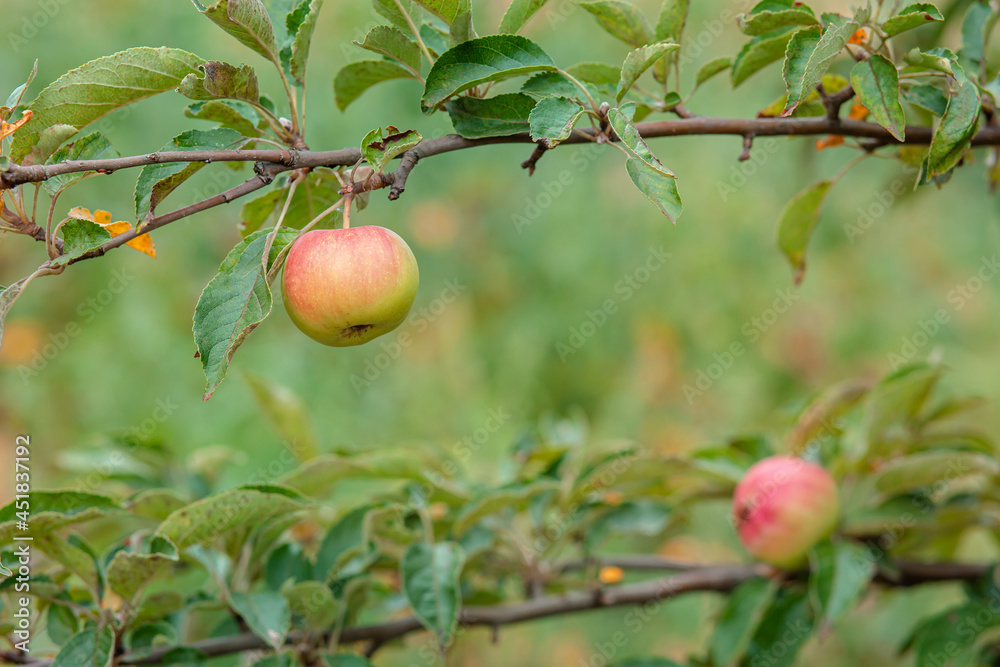 Harvesting apples. Close-up and selective focus of hands picking ripe and fresh green apple. Harvesting apples. Close-up and selective focus of hands picking ripe and fresh green apple.