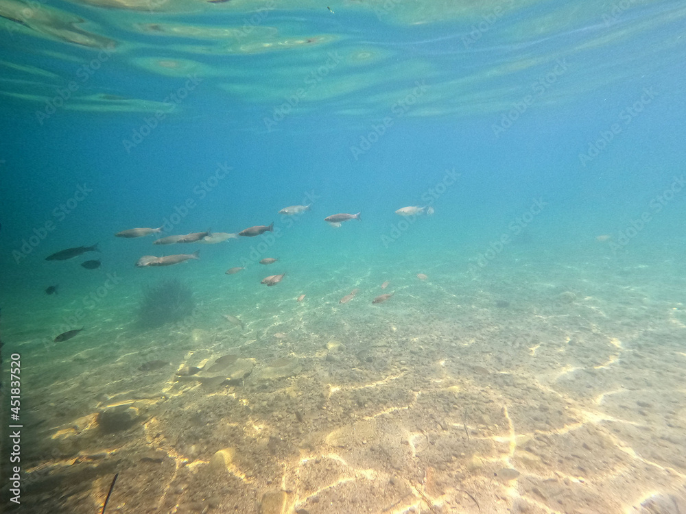 Underwater world of Mediterranean Sea. Near Marmaris, Turkey