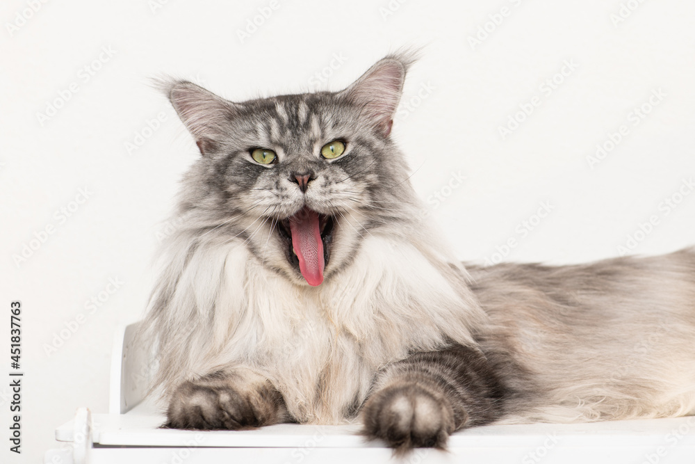 Funny smiling cat. Maine coon gray cat showing tongue Funny smiling cat. Maine coon gray cat showing tongue