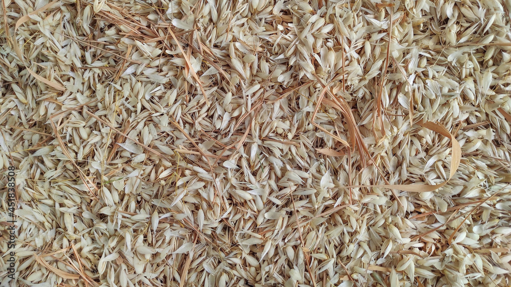 Oats for medicinal purposes. Used in folk medicine. Oats texture.