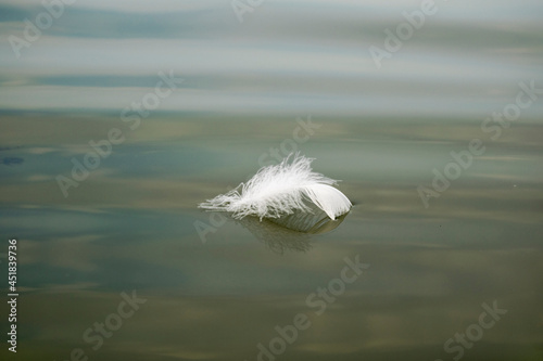 The white feather of the swan floats along the surface of the water.