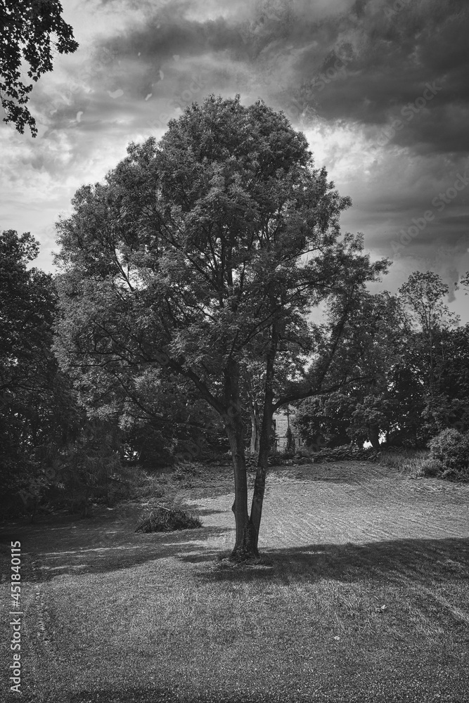 Naklejka premium Tree in the wind