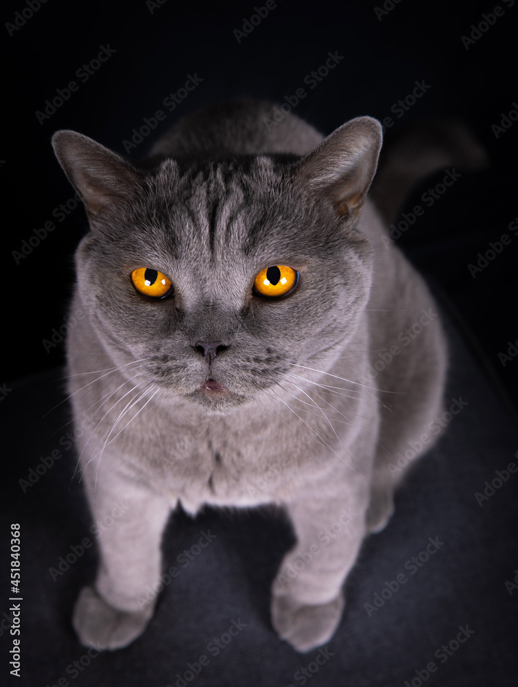 Britisch Kurzhaar Katze mit Bernstein farbigen Augen