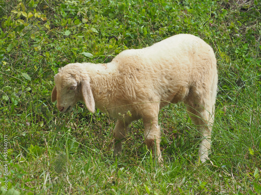 Obraz premium Sheep (Ovis aries) grazing in the early morning sun.
