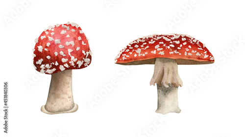 Fly agaric mushrooms illustration. Botanical illustration with red amanita mushroom for fall and holidays decor