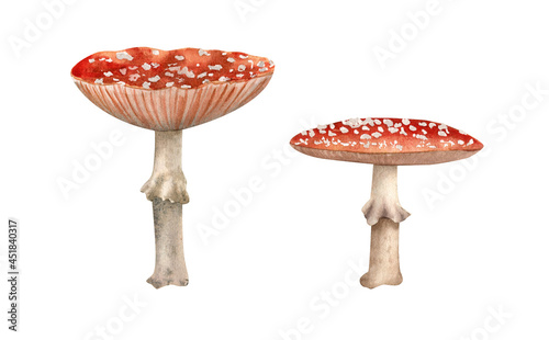 Watercolor amanita mushroom set. Botanical illustration with fly agaric mushrooms for autumn decor and design