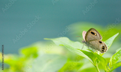 Ypthima huebneri, the common four-ring, is a species of Satyrinae butterfly (Family Nymphalidae) perched on a leaf with blurred background. photo