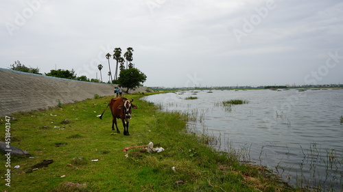 cow on the river side © shyam