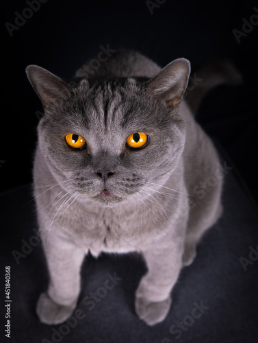 Britisch Kurzhaar Katze mit Bernstein farbigen Augen