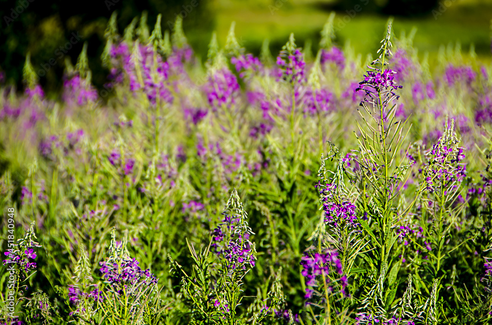 Naklejka premium Blooming lilac flowers of Ivan-Tea on the field, selective ficus