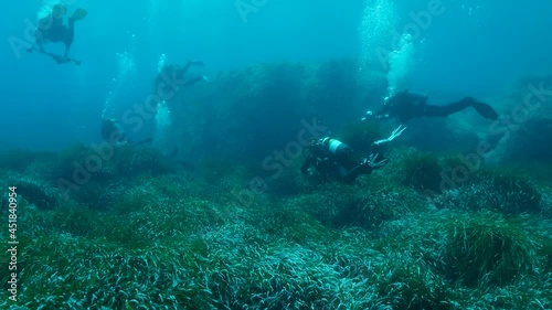 Wallpaper Mural Group of scuba divers swims above dense thickets of green marine grass Posidonia. Top view on green seagrass Mediterranean Tapeweed or Neptune Grass (Posidonia). Slow motion. Mediterranean Sea, Cyprus Torontodigital.ca