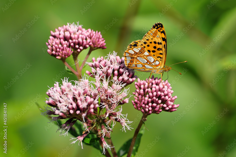 Fototapeta premium Nature photography of a butterfly fritillary on a pink plant hemp agrimony eupatorium cannabinum and a green blurred background - Stockphoto