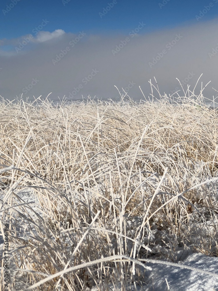 Fototapeta premium Frosty field