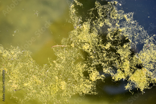 Green algae on the water surface of the swamp