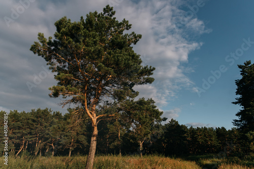 Photo of a Summer Camping Activity. Travel location of popular tourist outdoor. View of beautiful  Fir Forest Landscape. Vacation by the lake in a camp