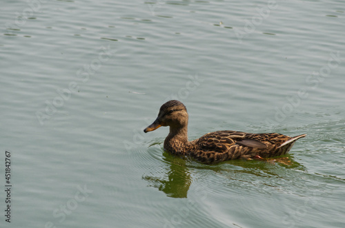 A Mallard Duck (Anas platyrhynchos) in Water