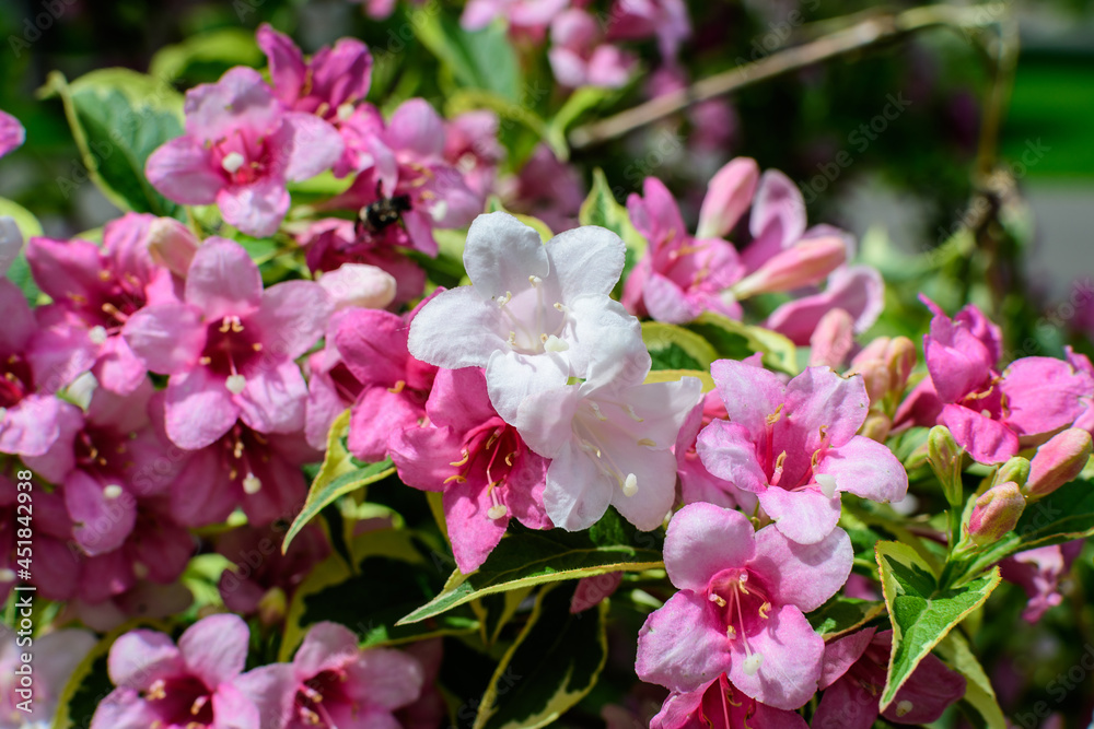 Close up of vivid pink and white Weigela florida plant with flowers in full bloom in a garden in a sunny spring day, beautiful outdoor floral background photographed with soft focus. Close up of vivid pink and white Weigela florida plant with flowers in full bloom in a garden in a sunny spring day, beautiful outdoor floral background photographed with soft focus.