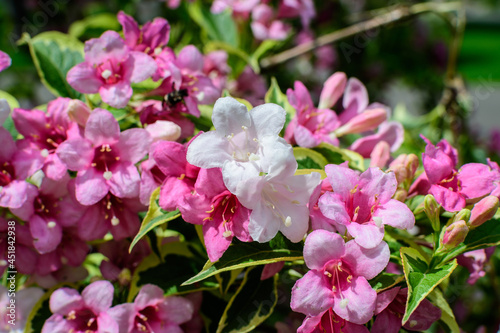 Close up of vivid pink and white Weigela florida plant with flowers in full bloom in a garden in a sunny spring day  beautiful outdoor floral background photographed with soft focus.