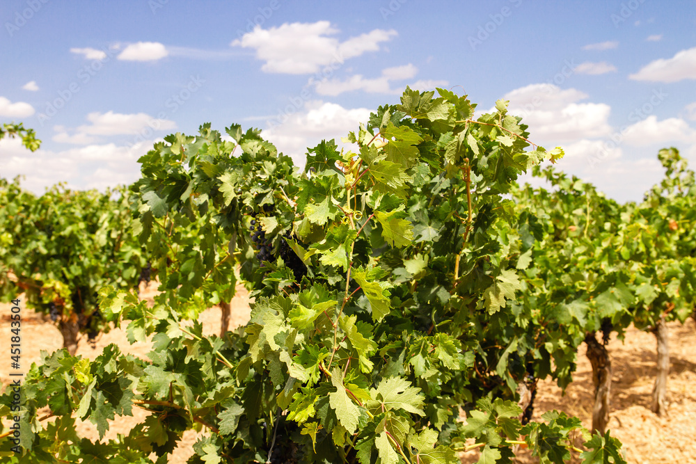 Grapevine in wine making farm