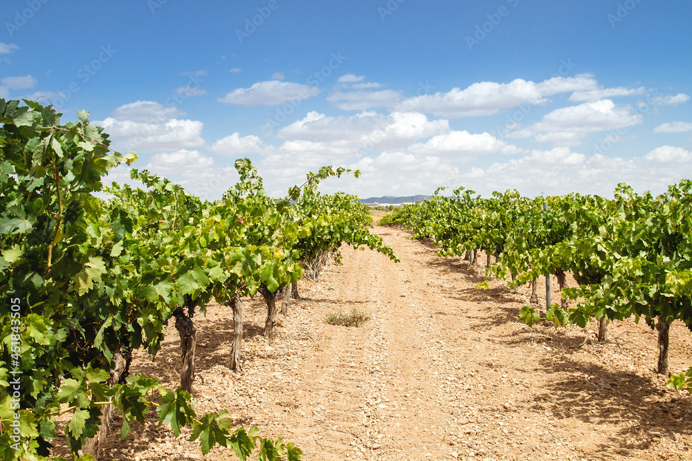 Grapevines in wine making farm