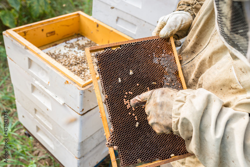 Work in the apiary. Beekeeper taking out a wooden honeycomb frame from a hive to collect honey - Beekeeping concept.