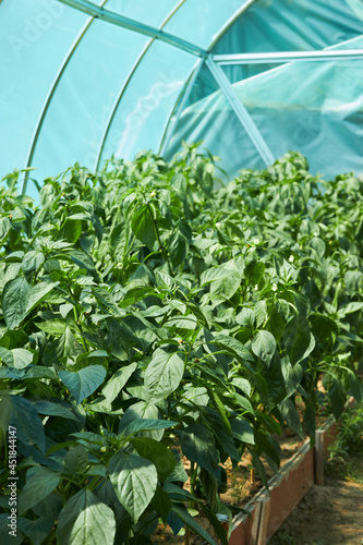 Green bell pepper plants grow in the greenhouse. 