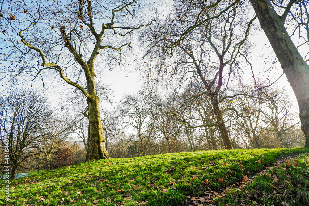 Naklejka premium Hyde park's treep