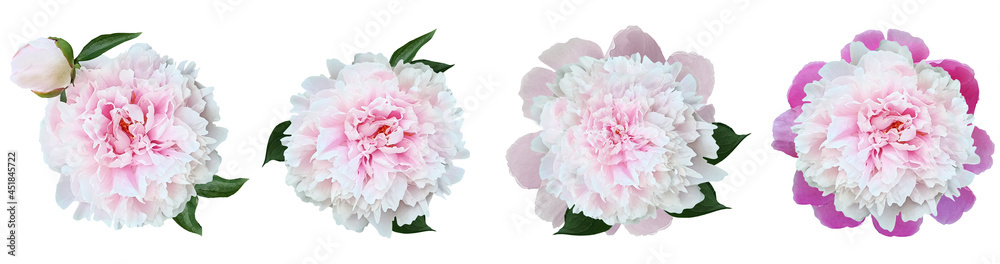 Fototapeta Watercolor set pink peonies flowers on white isolated background. Closeup. For design. Nature.