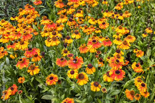 Helenium Sahin s Early Flowerer in a garden border.