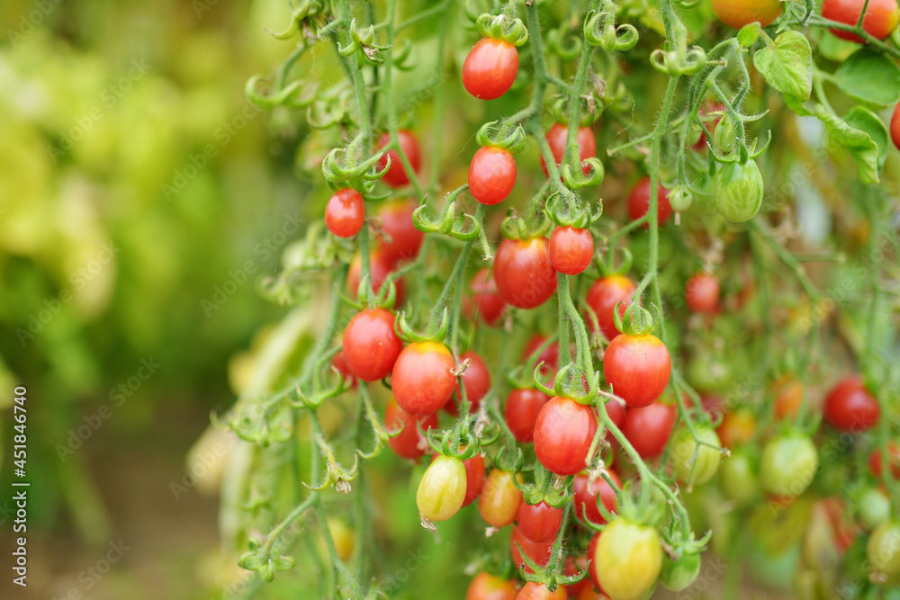 Ripening organic fresh tomatoes plants