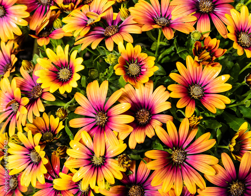 Osteospermum Purple Sun African daisy flowering plant with orange and purple daisy-like flowers.