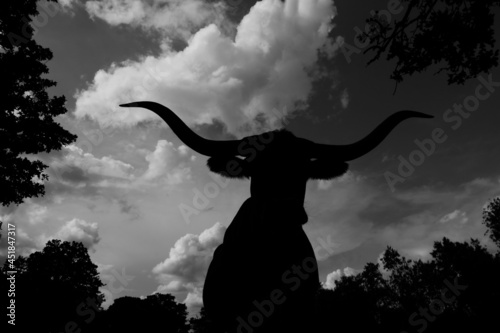 Moody portrait silhouette of Texas longhorn cow with dramatic sky background in black and white. © ccestep8