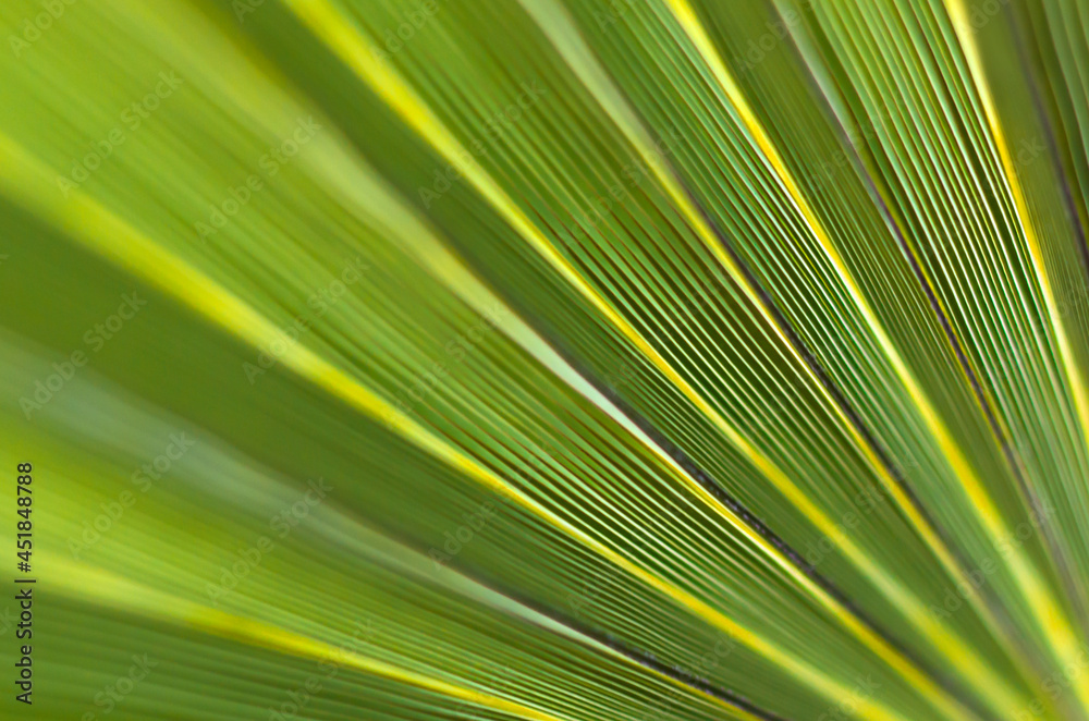 Obraz premium Green foliage. Back green background. Lush palms.