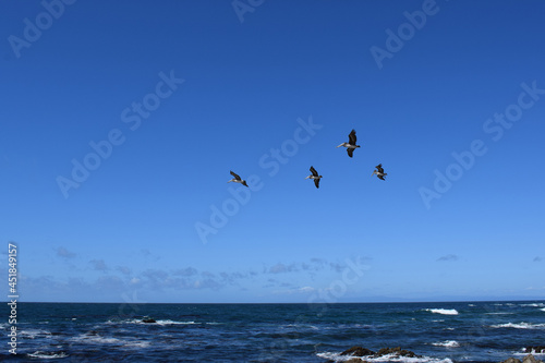 Flying pelicans at 17 Mile Drive in Monterey Bay  California.
