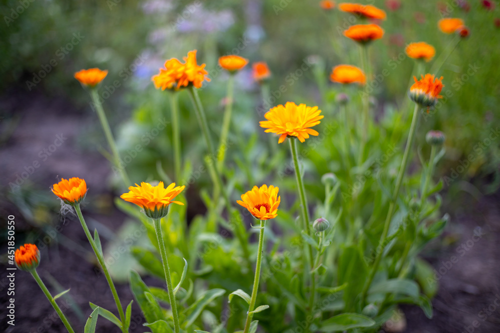 calendula flowers in the garden