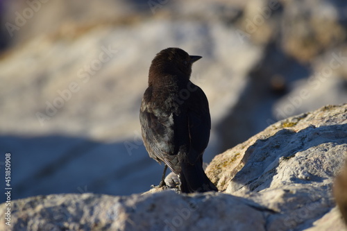 A bird from 17 Mile Drive Monterey, California.