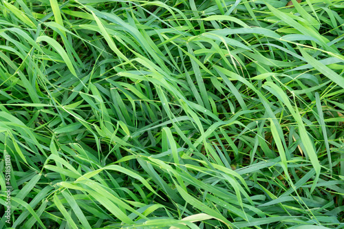 green grass with narrow long leaves background top view