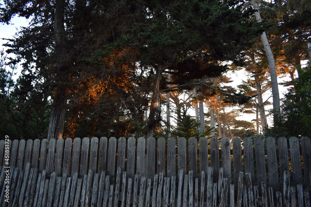 Trees behind a fence at 17 Mile Drive Monterey, California. Trees behind a fence at 17 Mile Drive Monterey, California.