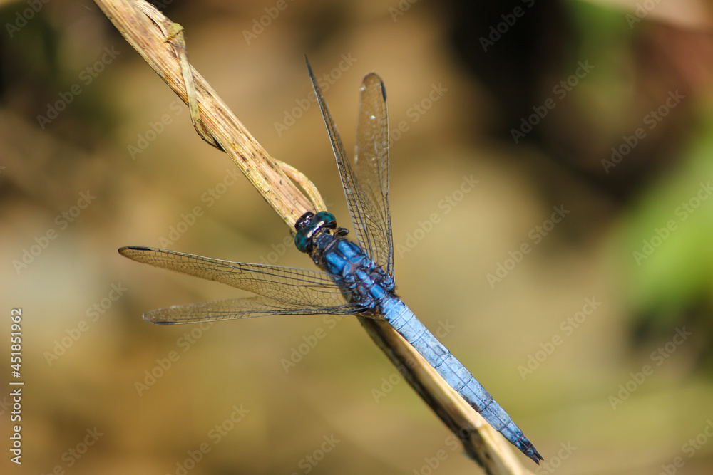 A beautiful blue color dragonfly sitting on thin pole in the garden area in sajek, Bangladesh A beautiful blue color dragonfly sitting on thin pole in the garden area in sajek, Bangladesh