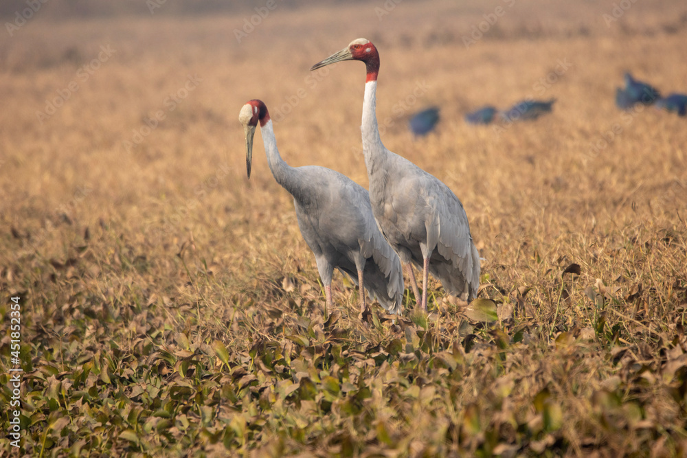 Naklejka premium Sarus couple