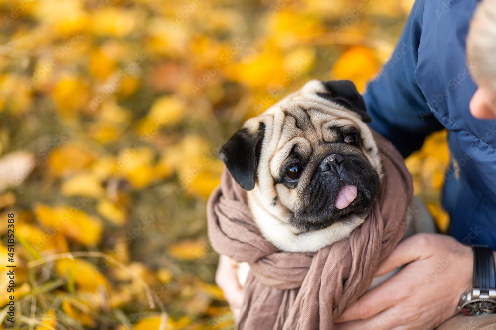 A man with his beloved pug dog on a walk in the autumn in the park