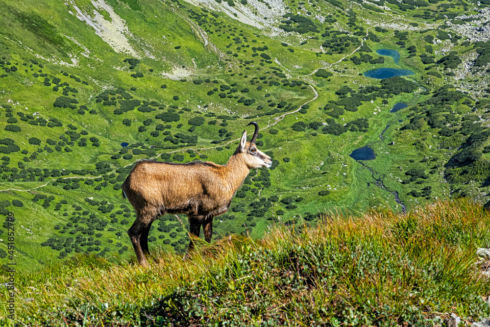 Tatra chamois (Rupicapra rupicapra tatrica) in Western Tatras, Slovakia Tatra chamois (Rupicapra rupicapra tatrica) in Western Tatras, Slovakia