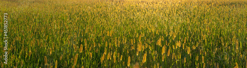 Fototapeta Naklejka Na Ścianę i Meble -  Spikelets of grass on the field in the backlight.