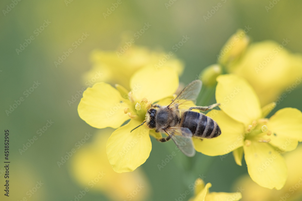 Beautiful bee collects nectar on rapeseed flowers, close-up. Beautiful bee collects nectar on rapeseed flowers, close-up.