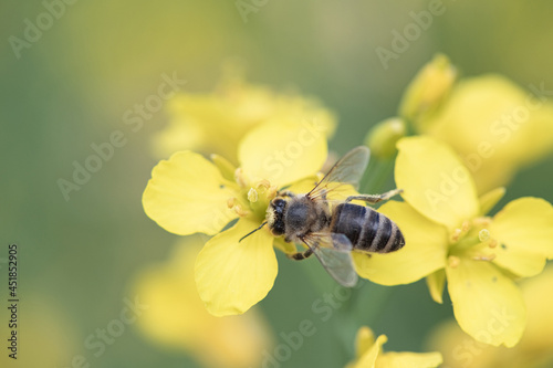 Beautiful bee collects nectar on rapeseed flowers, close-up. © shymar27