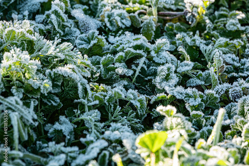 Dry leaves with frost in winter