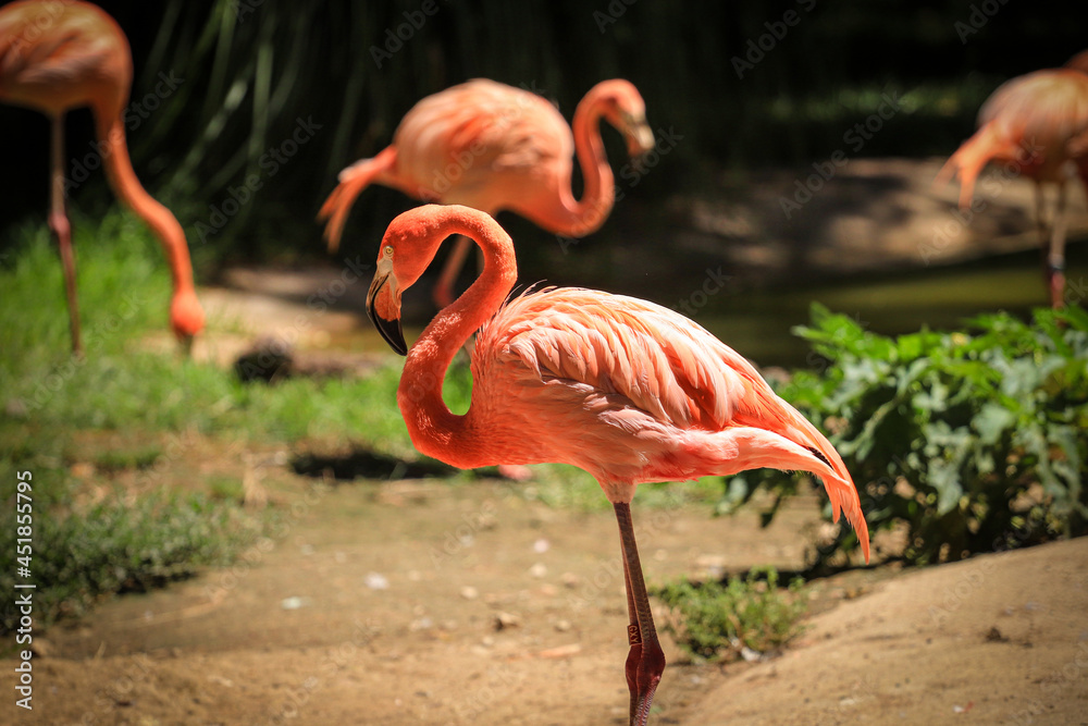 Pink Caribbean flamingo with vegetation in background