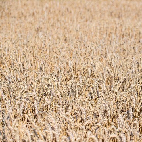 golden wheat field - harvest time