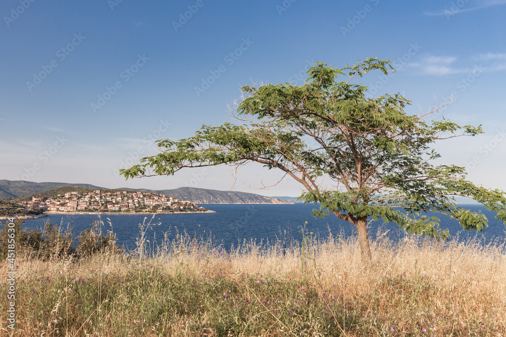 Mediterranean landscape with a tree and dry grass in the foreground and a small town on a seashore hill in the background Mediterranean landscape with a tree and dry grass in the foreground and a small town on a seashore hill in the background