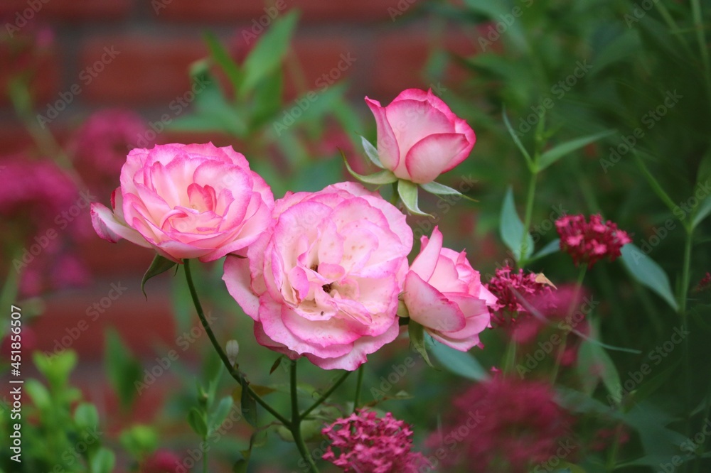rosa Rosen vor einer Ziegelmauer
